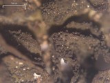 Collema fuscovirens image