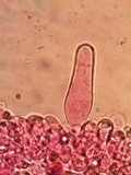 Pluteus saupei image