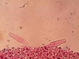 Pluteus saupei image