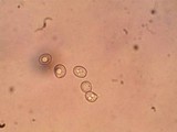 Pluteus saupei image