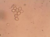 Pluteus saupei image