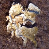 Collema fuscovirens image