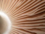 Volvariella hypopithys image