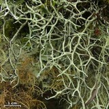 Everniastrum vexans image