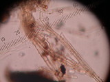 Anthracobia melaloma image