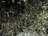Everniastrum vexans image