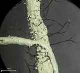 Everniastrum vexans image