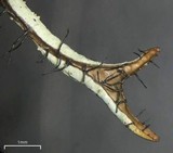 Everniastrum vexans image