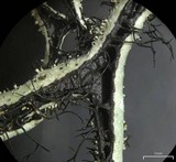 Everniastrum vexans image