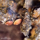 Collema fuscovirens image