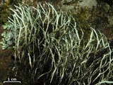 Heterodermia lutescens image