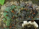 Peltigera dolichorrhiza image