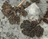 Collema coccophorum image