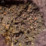 Collema coccophorum image