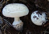 Amanita scalaris image