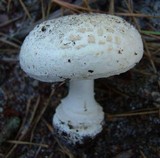 Amanita scalaris image