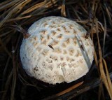 Amanita scalaris image