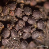 Collema coccophorum image