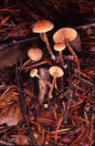 Tubaria conspersa image