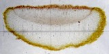 Collema coccophorum image