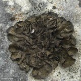 Collema subflaccidum image