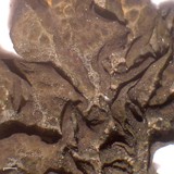Collema subflaccidum image