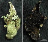 Image of Lobariella exornata