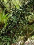 Lobariella exornata image