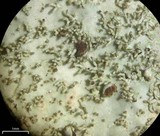 Lobariella exornata image