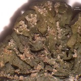 Collema subflaccidum image