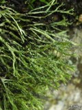 Heterodermia verrucifera image