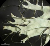 Heterodermia verrucifera image