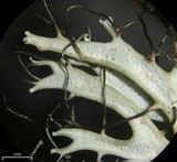 Heterodermia verrucifera image