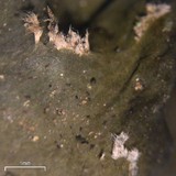 Collema subflaccidum image
