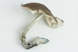 Pluteus saupei image