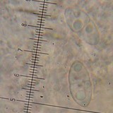Collema coccophorum image