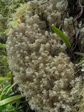 Cladonia polia image