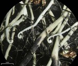 Heterodermia circinalis image