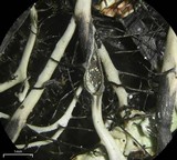 Heterodermia circinalis image