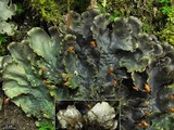 Peltigera dolichorrhiza image