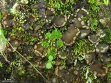 Image of Peltigera ulcerata