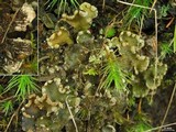 Peltigera ulcerata image