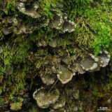 Peltigera ulcerata image