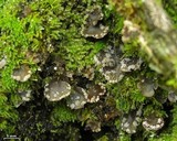 Peltigera ulcerata image