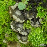Peltigera ulcerata image