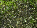 Peltigera ulcerata image
