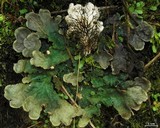 Peltigera dolichorrhiza image