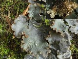 Peltigera dolichorrhiza image