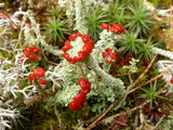Cladonia bellidiflora image