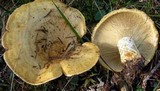 Lactarius intermedius image